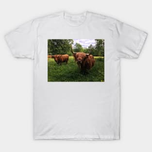 Scottish Highland Cattle Cows 2431 T-Shirt